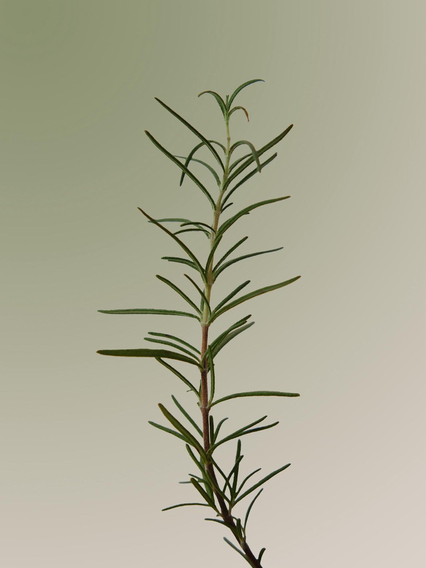 [AROMATICA] Rosemary Scalp Scaling Shampoo