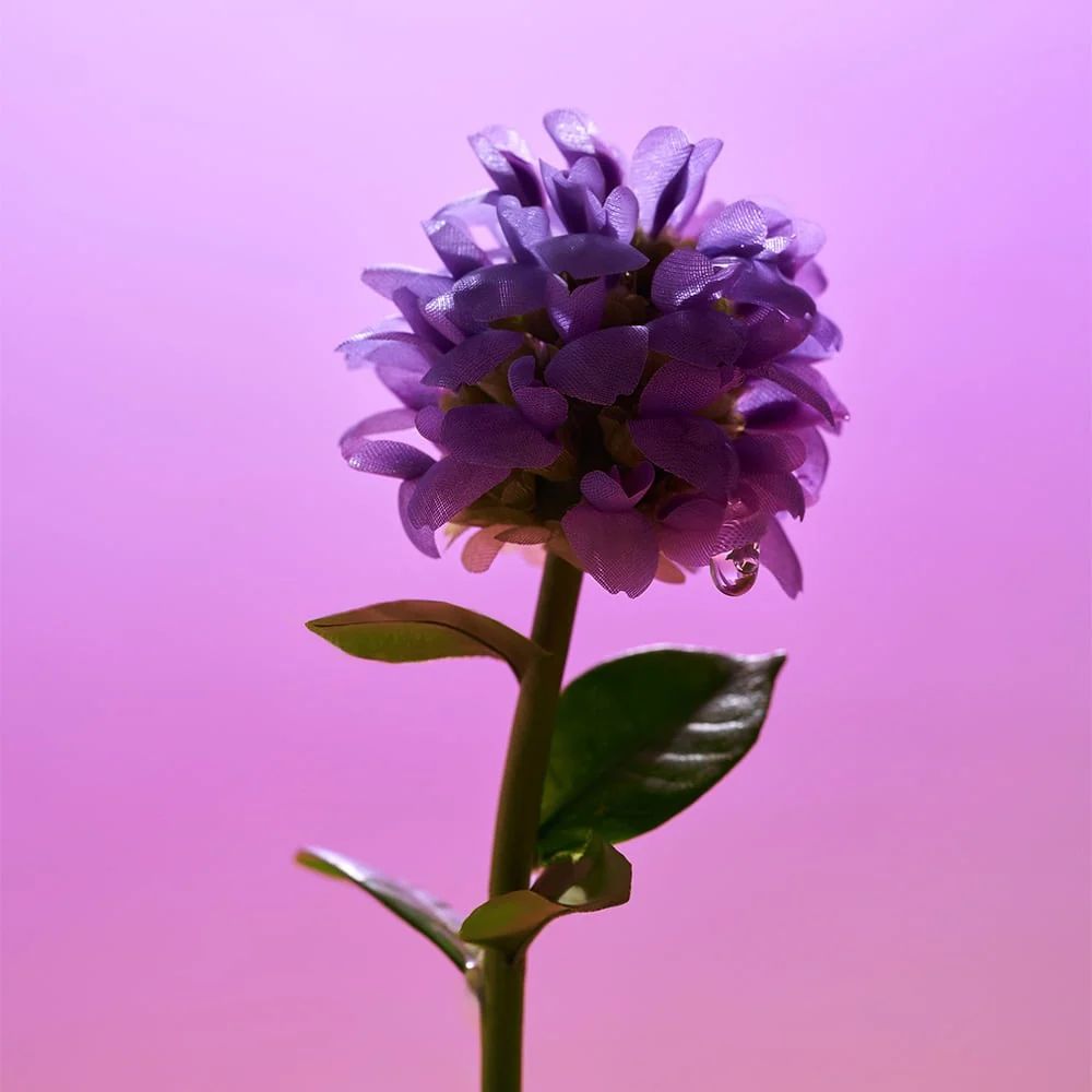 [EQQUALBERRY] Bakuchiol Plumping Serum