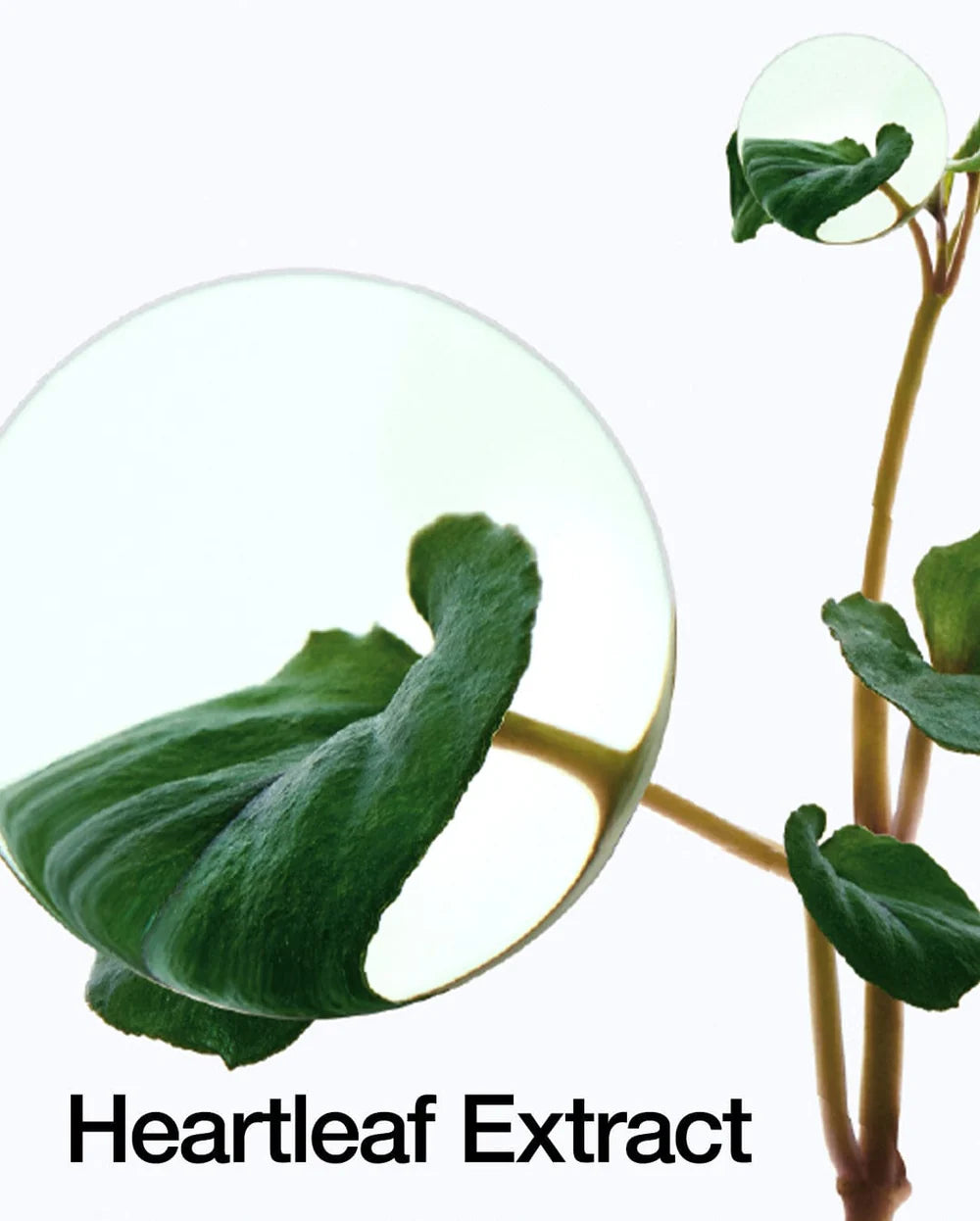 [ANUA] Heartleaf 77% Soothing Toner